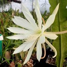 Epiphyllum-Hybr. Zandone