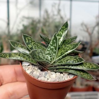 Gasteria liliputana