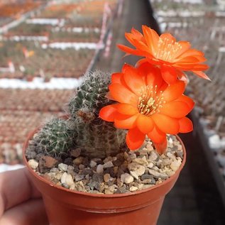 Rebutia steinmannii v. potosina EH 10059 Südliche Potosina, bolivien