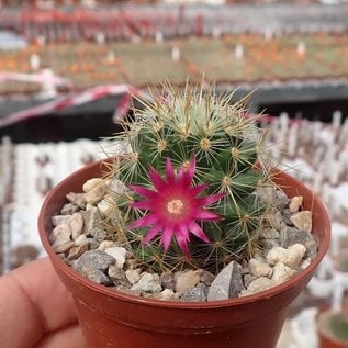 Mammillaria rekoi ssp. aureispina