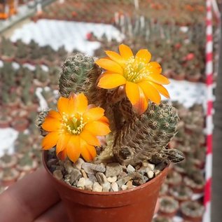 Rebutia rutiliflora  FR 1113