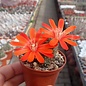 Rebutia vulpina  FR 939 westl. Tarija, (syn. Aylostera)