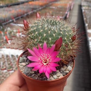 Sulcorebutia tiraquensis f. bicolorispina VZ 139 Epizana-Cochabamba