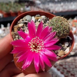 Sulcorebutia zavaletae f. Cardenas