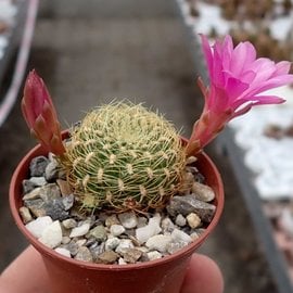 Sulcorebutia mentosa cv. aureispina