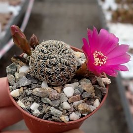 Sulcorebutia mojocoyensis  WK 955 Mojocoyo, 2500 m