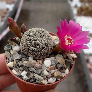 Sulcorebutia mojocoyensis  WK 955 Mojocoyo, 2500 m