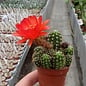 Chamaecereus silvestrii-Hybr. ubink