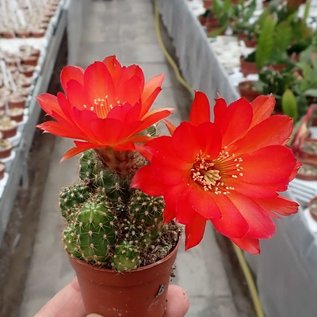 Chamaecereus silvestrii-Hybr. ubink