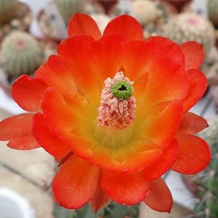 Echinocereus acifer