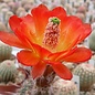 Echinocereus acifer