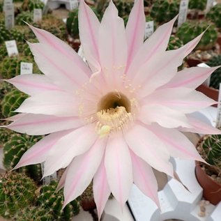 Echinopsis adolfofriedrichii f. ascunción   Ascunión-Capilla Tuya-Nuestra Senora de la Encarnación de Ita púa