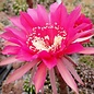 Echinopsis-Hybr. Impulse Schick-Hybr. x rot