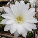 Echinopsis subdenudata  cv. Fuzzy Navel