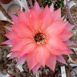 Echinopsis-Hybr. Beautiful Dreamer Schick Hybride