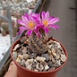 Escobaria minima      CITES