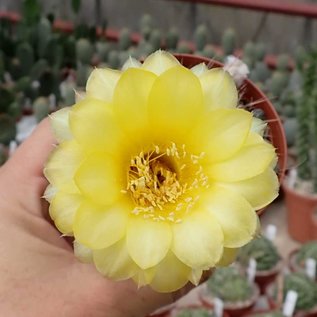 Echinopsis aurea v. fallax