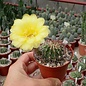 Echinopsis aurea v. fallax