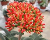 Crassula