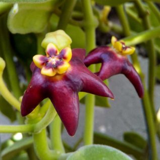 Hoya ciliata