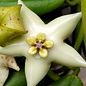 Hoya coronaria cv. White Flower