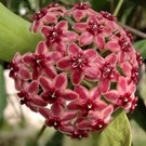 Hoya lamingtonia  PNG 004