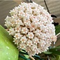 Hoya loyceandrewsiana