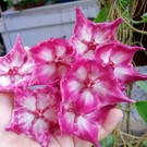 Hoya macgillivrayi   Taiwan