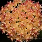 Hoya mindorensis cv. Orange Flower