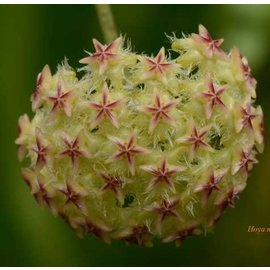 Hoya mindorensis cv. Yellow Flower