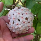 Hoya pubicalyx x fungii