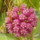 Hoya parasitica Nr. 01