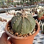 Astrophytum asterias-Hybriden