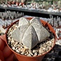 Astrophytum myriostigma cv. Onzuka