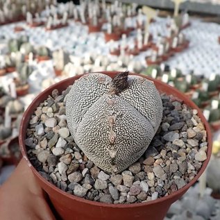 Astrophytum myriostigma cv. tricostata