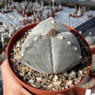 Astrophytum myriostigma cv. tricostata