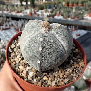 Astrophytum myriostigma cv. tricostata