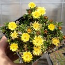 Delosperma nubigenum Nanum   Lesotho    (dw)