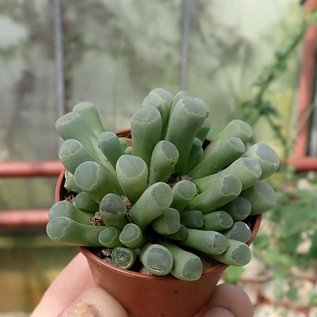 Frithia pulchra