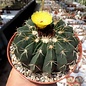 Notocactus erinaceus