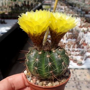 Notocactus ottonis v. acutangularis FR 1266 c Sanga de Arreia, Rio Grande do Sul, Brasilien