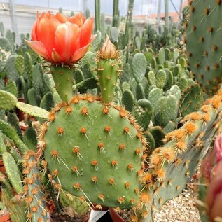 Opuntia aciculata