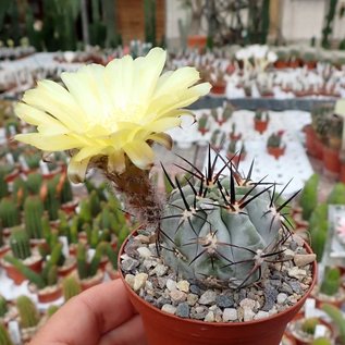 Acanthocalycium glaucum