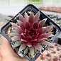 Sempervivum Purple Dancer       (dw)