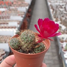 Sulcorebutia tominense n.n.