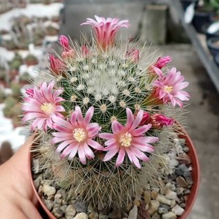 Mammillaria spinosissima v. flavida