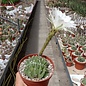 Echinopsis subdenudata       cristata