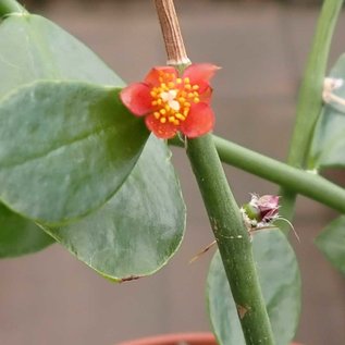 Pereskia horrida