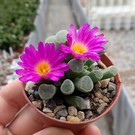 Frithia pulchra