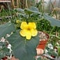 Uncarina roeoesliana